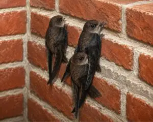chimney swift season Chicago