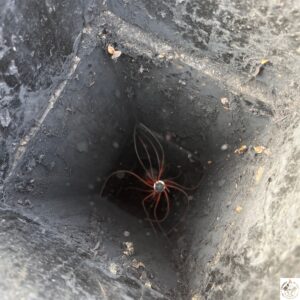 chimney sweep Skokie